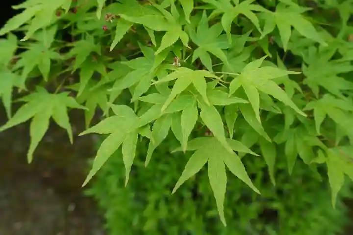 達磨堂 円福寺 (京都府)