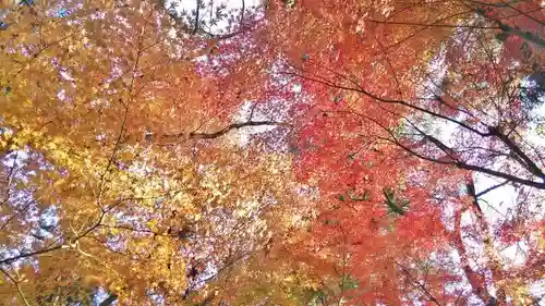 龍安寺の自然