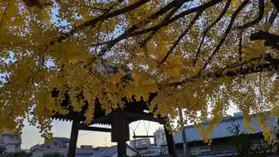 頂妙寺(京都府)