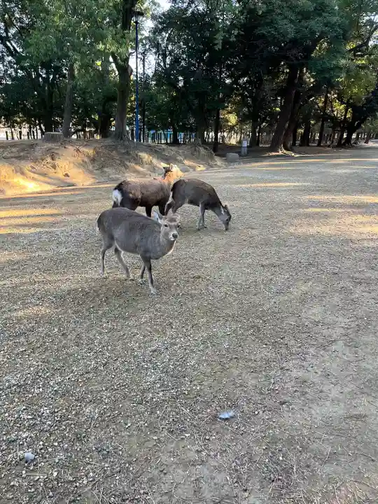 春日大社(奈良県)