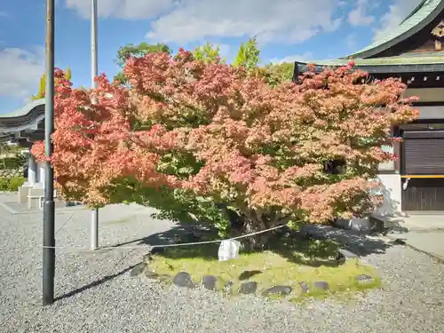 豊國神社の自然