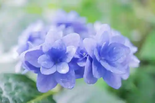 東大寺別院阿弥陀寺の自然