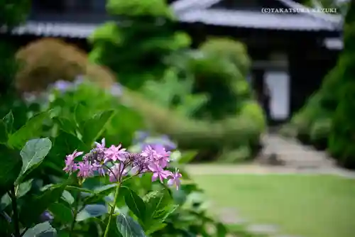 高幡不動尊　金剛寺の庭園