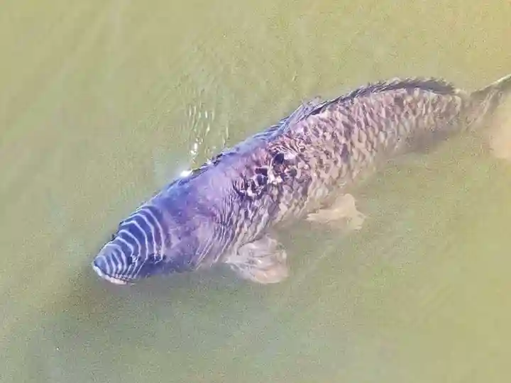 賢沼寺(沼ノ内弁財天)の動物