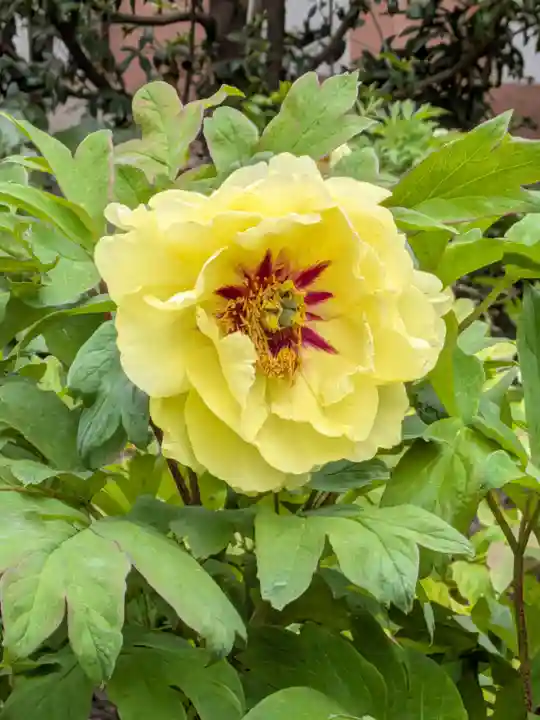 東長谷寺 薬王院(東京都)