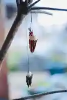 浄土寺(兵庫県)