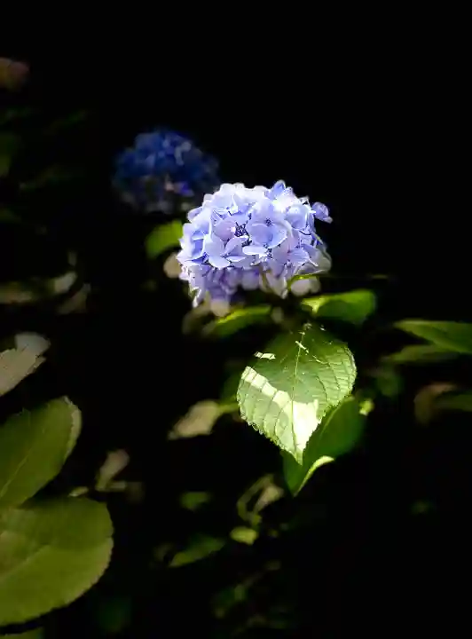 金剛輪寺(滋賀県)