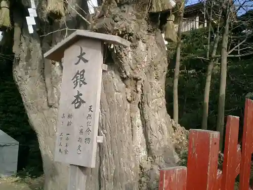 鶴岡八幡宮の自然