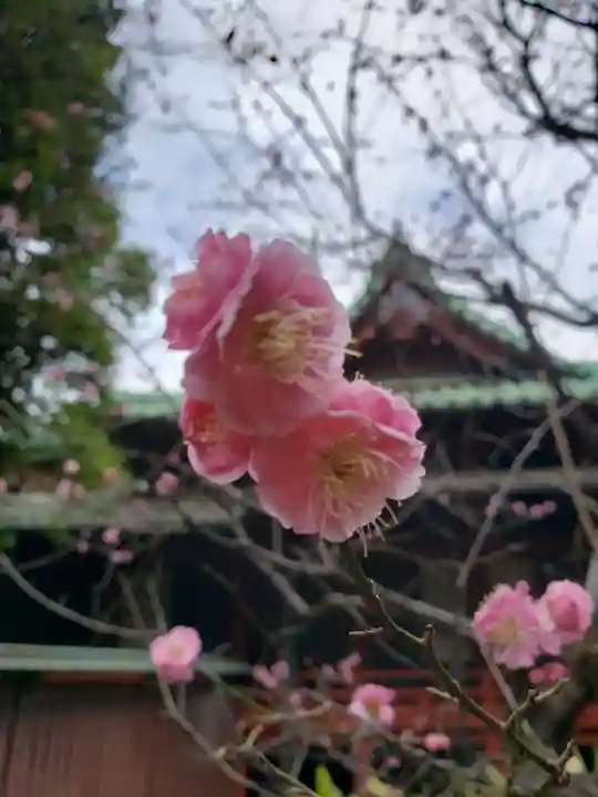 赤坂氷川神社(東京都)