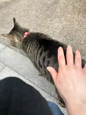 華下天滿神社の動物