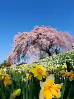 金毘羅桜の自然