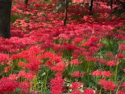 高麗神社(埼玉県)