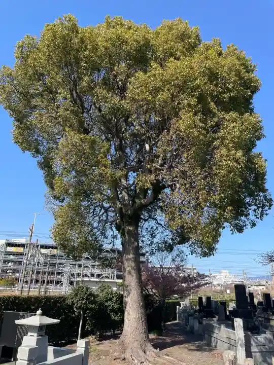蓮光寺の{uncategorized: "未分類", other: "その他", undefined: "問題あり", building: "その他建物", grave: "お墓", sacred_gate: "鳥居", guardian: "狛犬", statue: "像", buddha: "仏像", history: "歴史", nature: "自然", garden: "庭園", animal: "動物", pagoda: "塔", temizu: "手水舎", mountain_gate: "山門・神門", sanctuary: "本殿・本堂", subordinate: "末社・摂社", art: "芸術", scenery: "景色", jizo: "地蔵", ema: "絵馬", goshuin: "御朱印", omikuji: "おみくじ", items: "授与品その他", amulet: "お守り", goshuincho: "御朱印帳", eats: "食事", festival: "お祭り", votive_dance: "神楽", shichigosan: "七五三参", wedding: "結婚式", experience: "体験その他", initially: "初詣", around: "周辺", anti_infection: "感染症対策"}