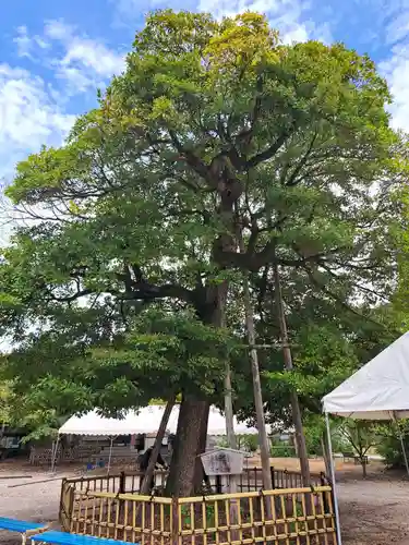 野田八幡宮(愛知県)