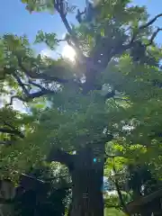 意富比神社(千葉県)