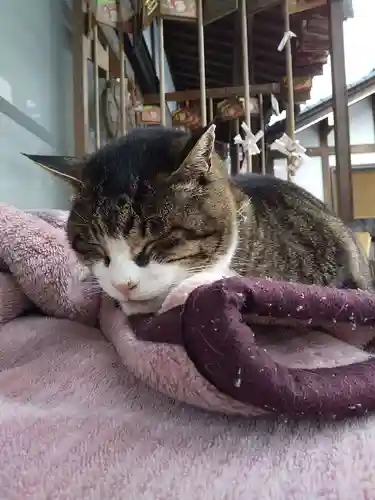 御誕生寺（猫寺）の動物