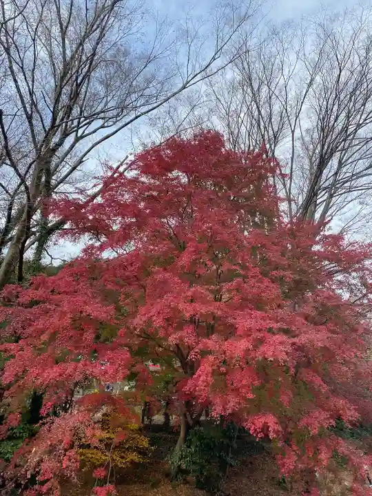 高尾山薬王院の景色
