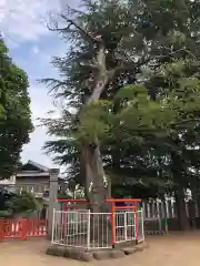 荒井神社の自然