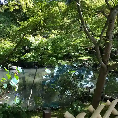 禅林寺（永観堂）の自然