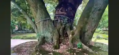 賀茂別雷神社（上賀茂神社）(京都府)