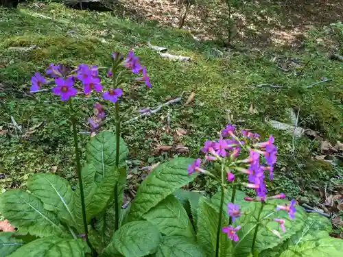 金華山黄金山神社の自然