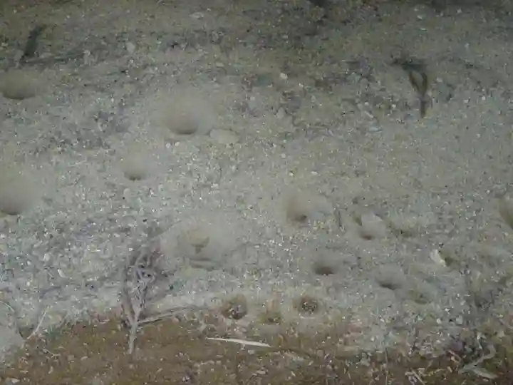 高倉神社の動物