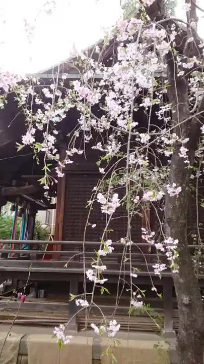 桜神宮(東京都)