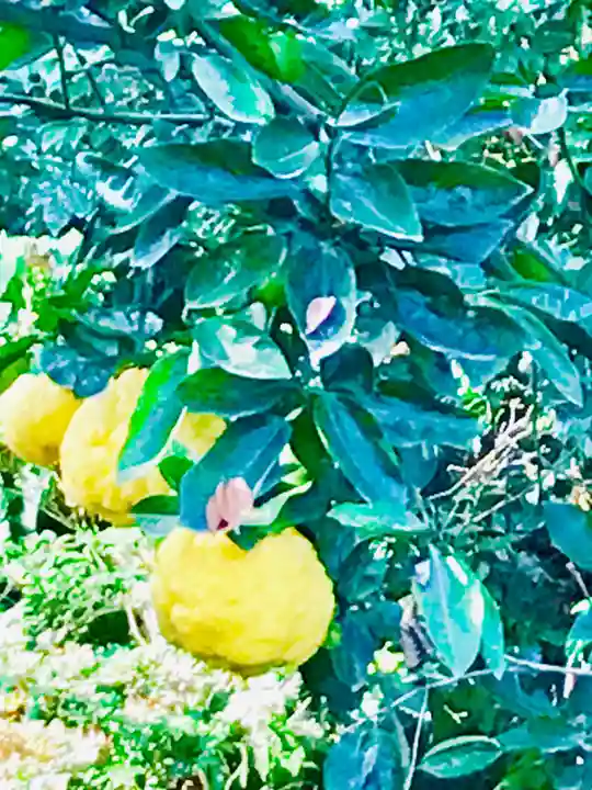 金嶽神社の自然