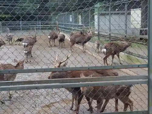 鹿島神宮の動物