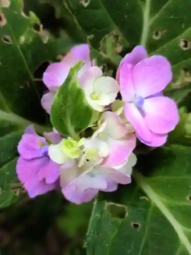 妙法寺(東京都)