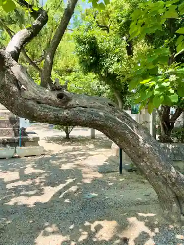 柴籬神社の自然