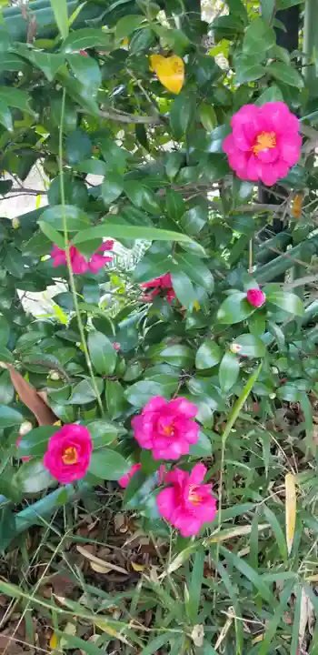 東稲荷神社の自然