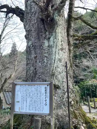 龍蔵寺(山口県)