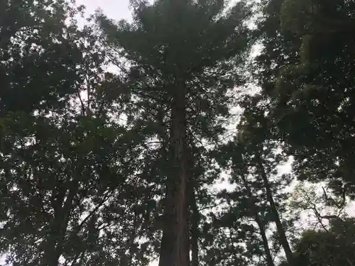 谷上神社の自然