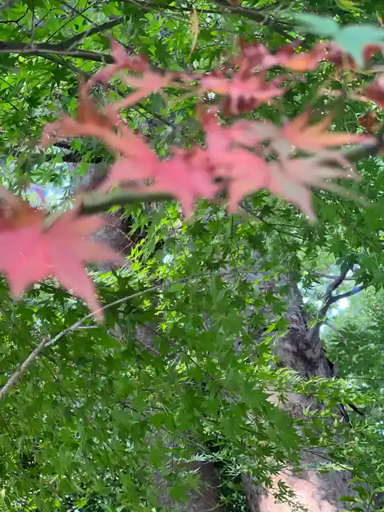 阿佐ヶ谷神明宮の自然