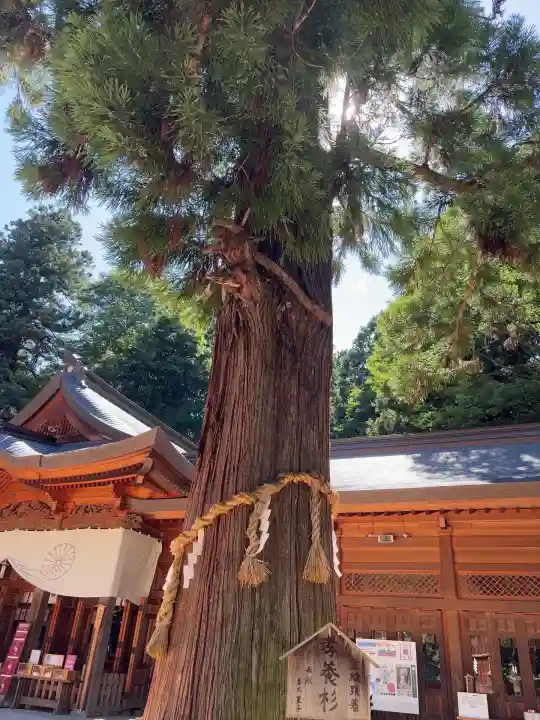 穂高神社本宮(長野県)