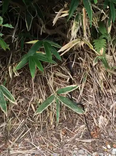 那須温泉神社の動物