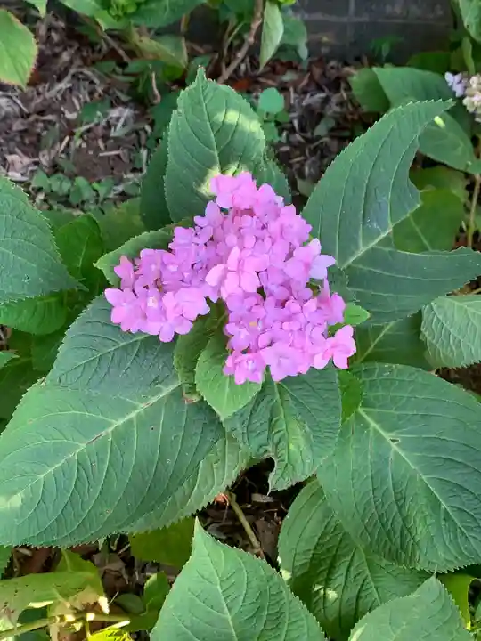 横浜 西方寺の自然