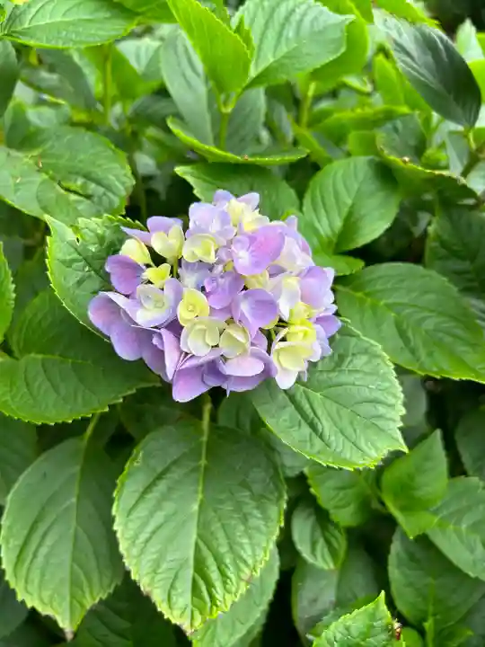 能護寺(埼玉県)