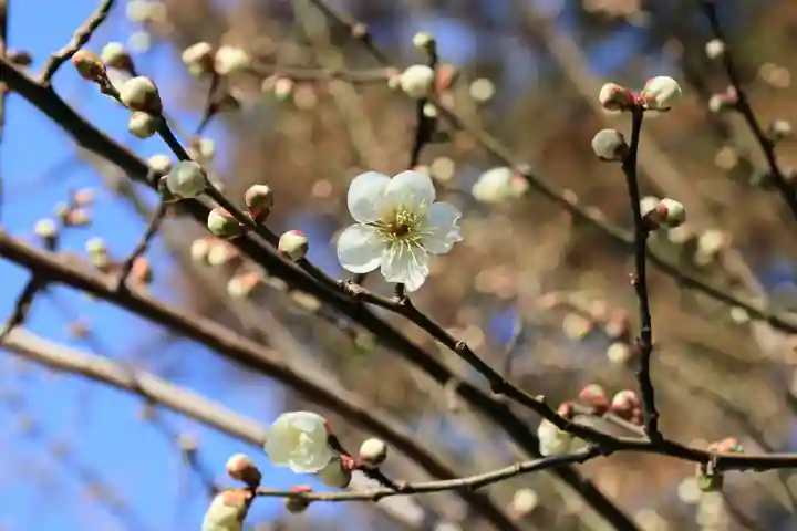 豊景神社の自然