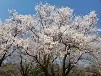 桜ヶ池神社の景色