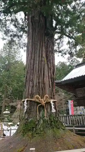 北口本宮冨士浅間神社の自然