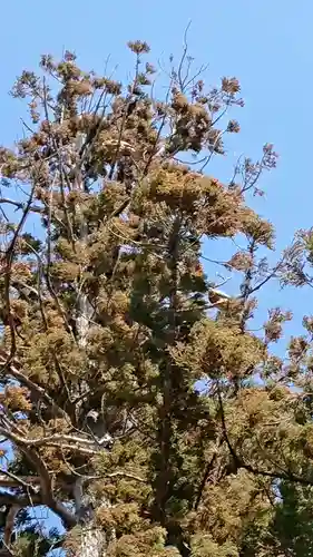 住吉神社の自然