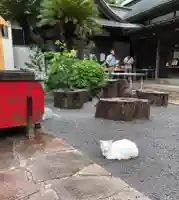 伊豆山神社の動物