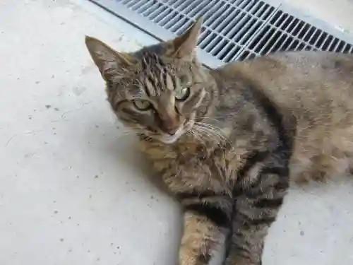山梨縣護國神社の動物