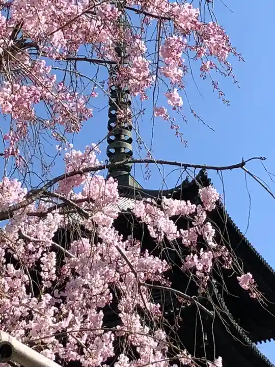 東寺(教王護国寺)の自然
