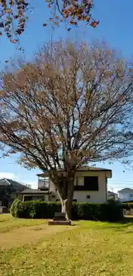 庚申神社の自然