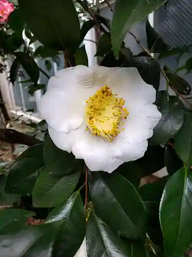 芝大神宮の自然