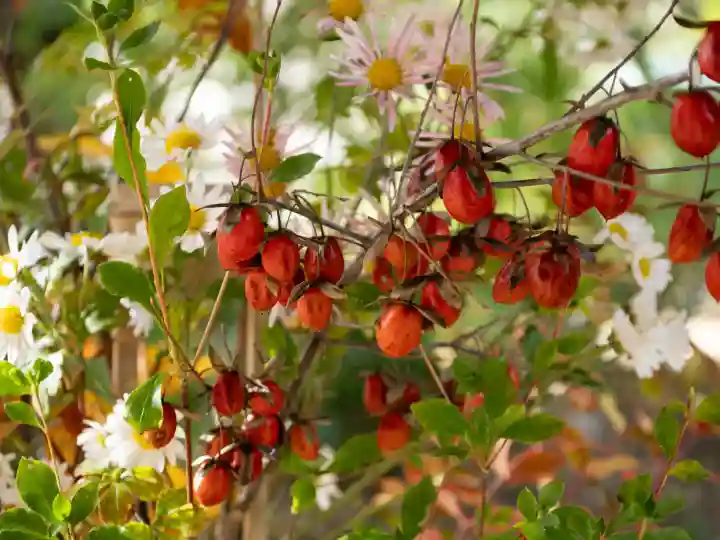 赤坂氷川神社(東京都)