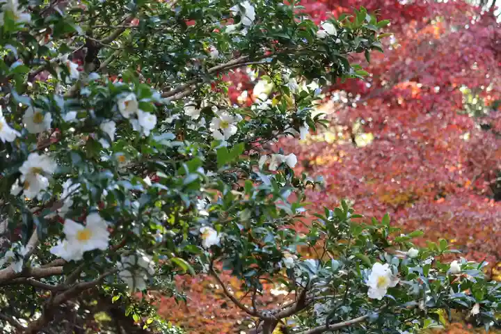 隨心院(随心院)の自然